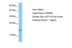 FAM36A Antibody, Novus Biologicals 100 &mu;L | Buy Online | Novus Biologicals | Fisher Scientific